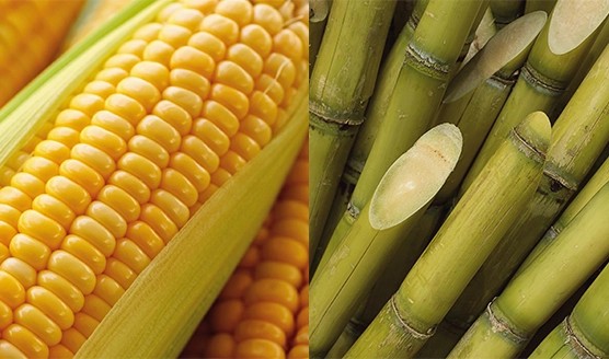 corn