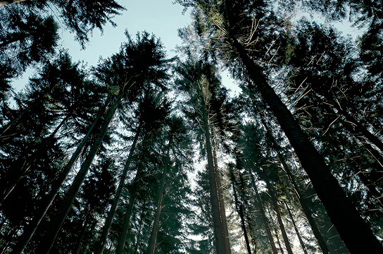 나무 특파원 캠페인 : 현대자동차, 나무에게 목소리를 선사하다