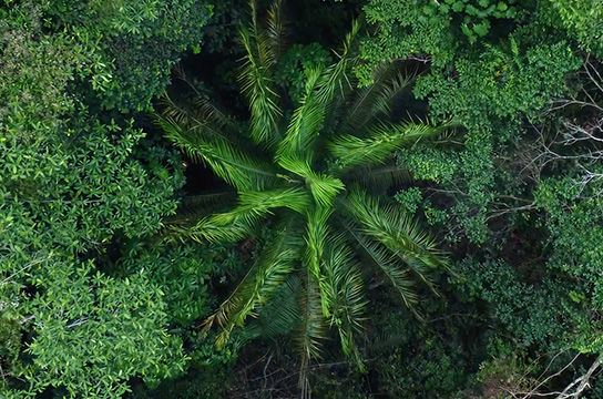 '나무가 전하는 이야기'에 대한 데이비드 로스차일드의 화답