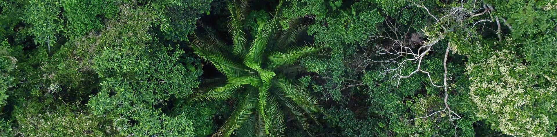 A lush, green rainforest canopy seen from above