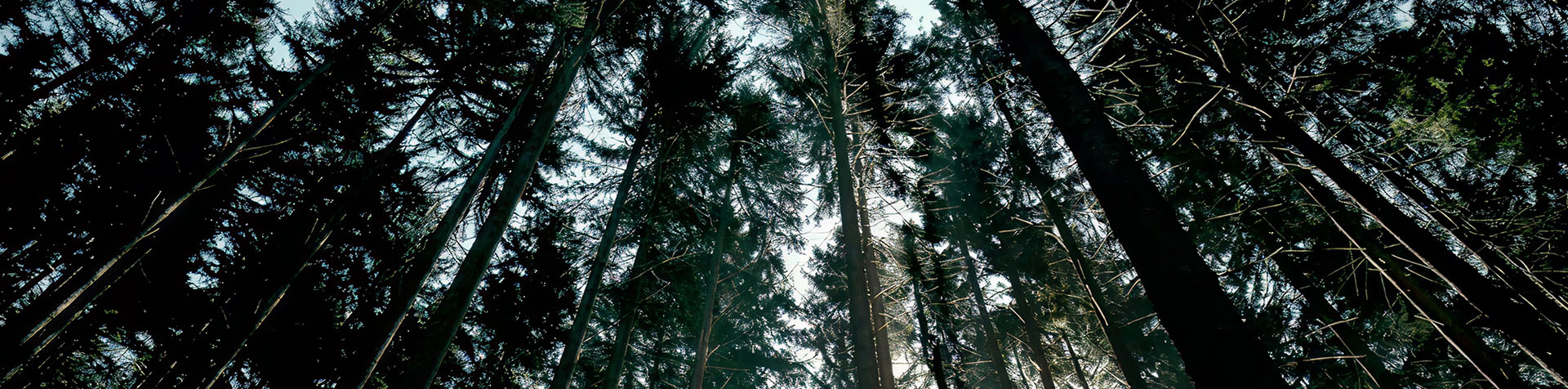 An alpine forest seen from someone looking up