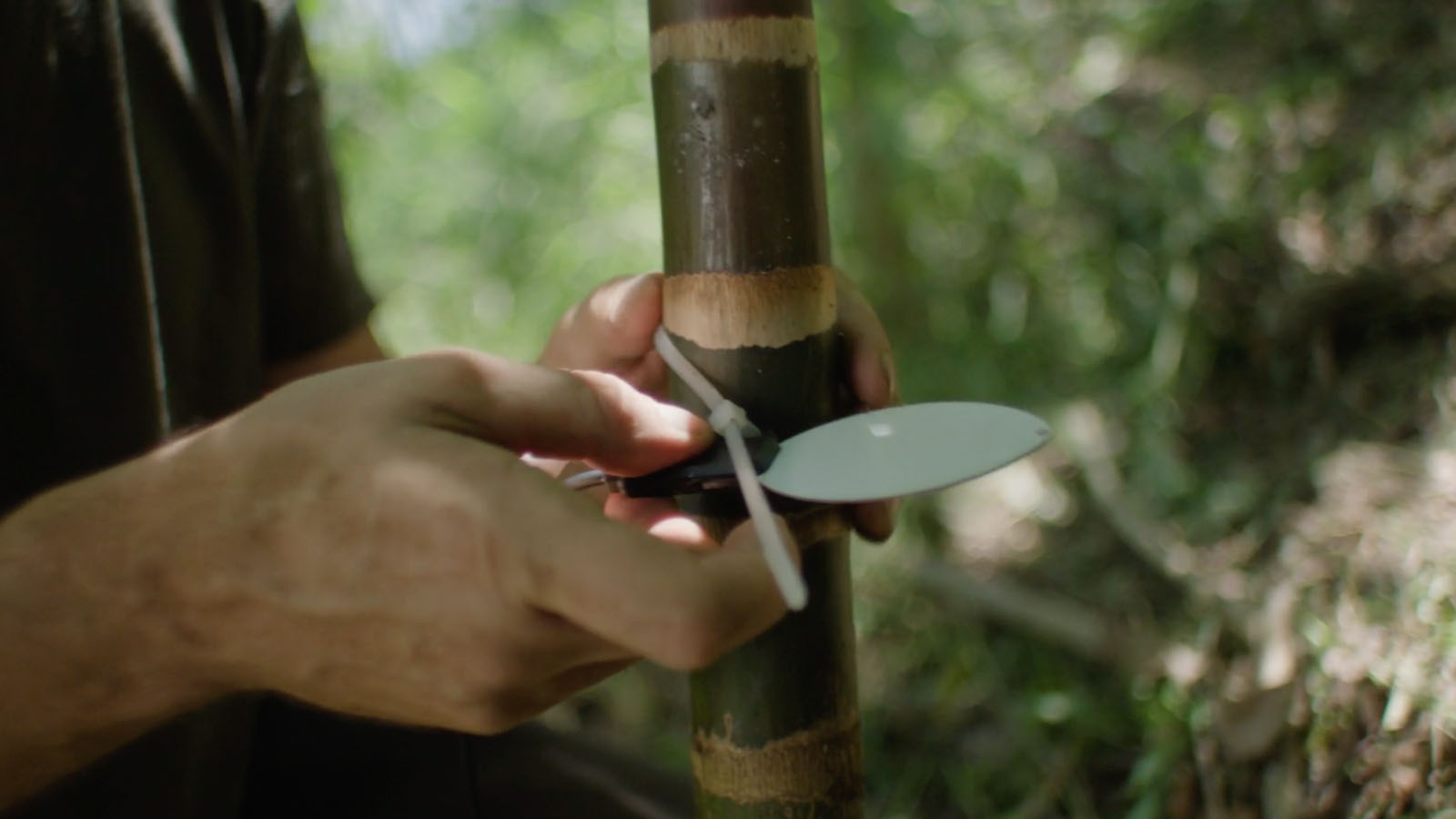 Hyundai Motor's brand campaign, Tree Correspondents