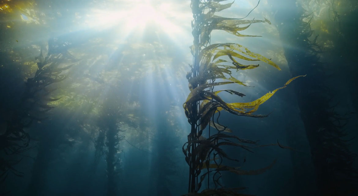 'Forest Without Names' Teaser Film