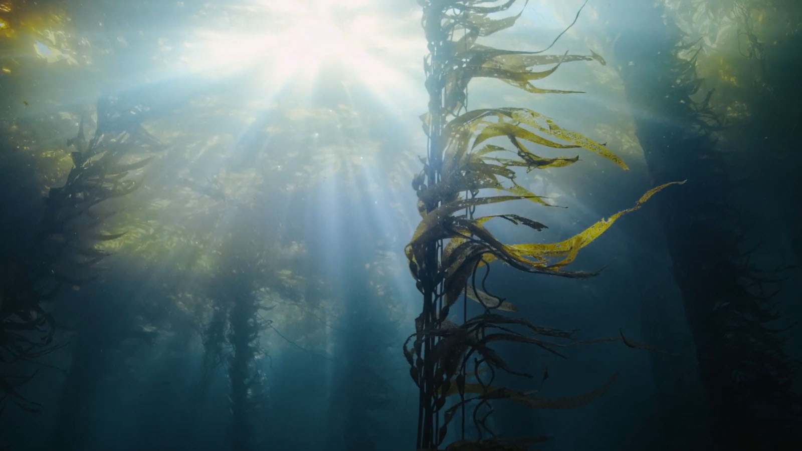 'Forest Without Names' Teaser Film